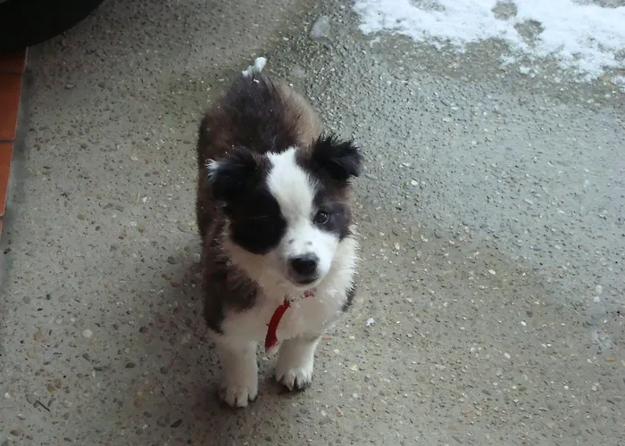 Al Mobile Antico 3* Camerano Casasco